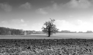 Ein einzelner, skurril gewachsener Baum auf einem braunen Acker