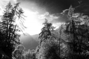 Fichten im Gegenlicht, dahinter Berge