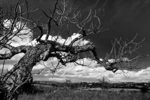 Ein Feigenbaum, der von links schräg bis an den rechten Bildrand hinreicht. Knorriges altes Geäst. Fotografie in schwarz weiss