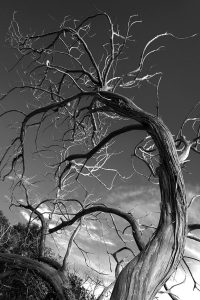Ein seltsam verdrehter Baum von unten fotografiert in schwarz weiss