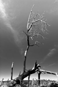 Ein Ast ragt in den Himmel, er ist halb im Schatten, halb in der Soone. Schwarz weiss in Darß