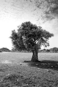Olivenbaum auf einem kargen Feld. Fotografie in schwarz weiss