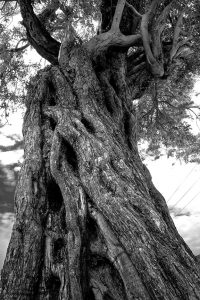 Stamm eines alten Olivenbaumes