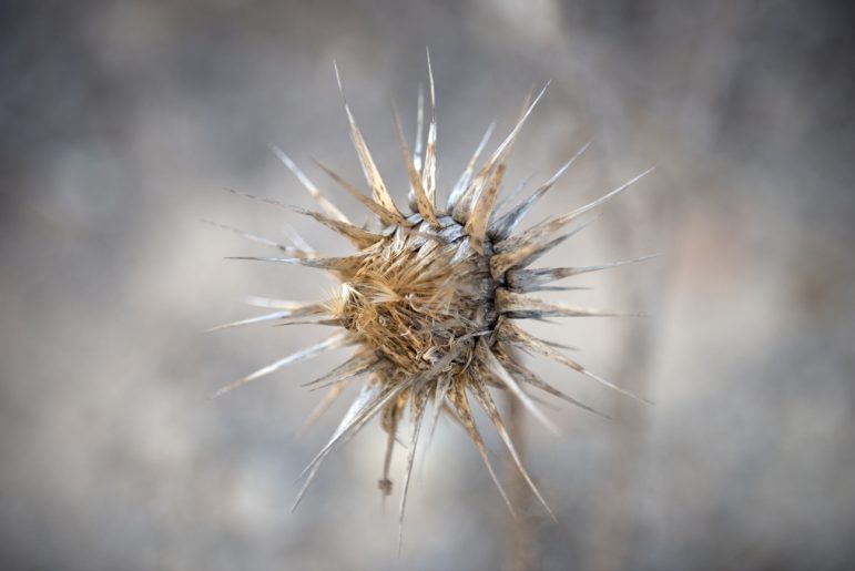 15-Distel