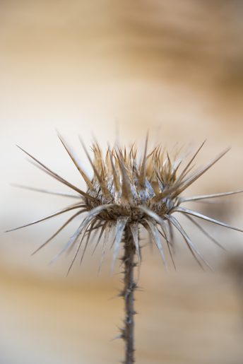 17-Distel