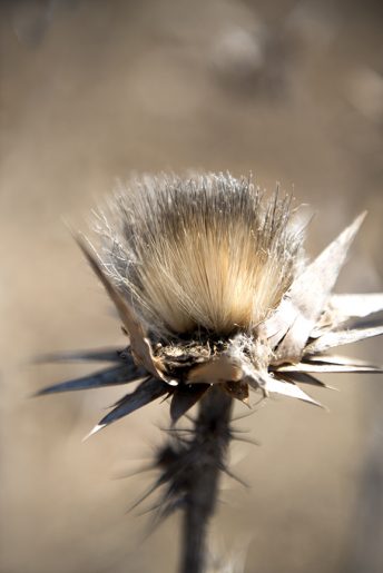 18-Distel