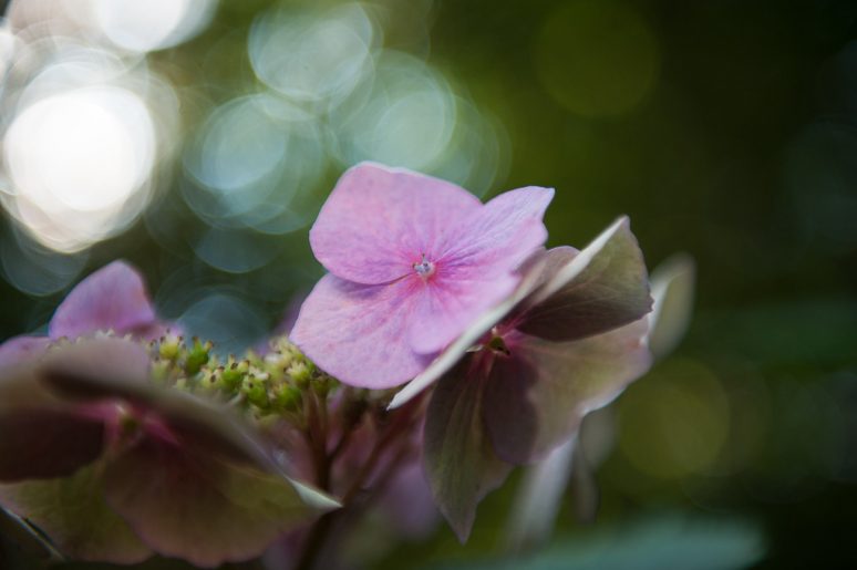 Hortensie