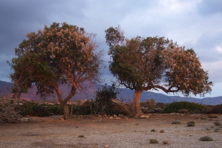 Kreta