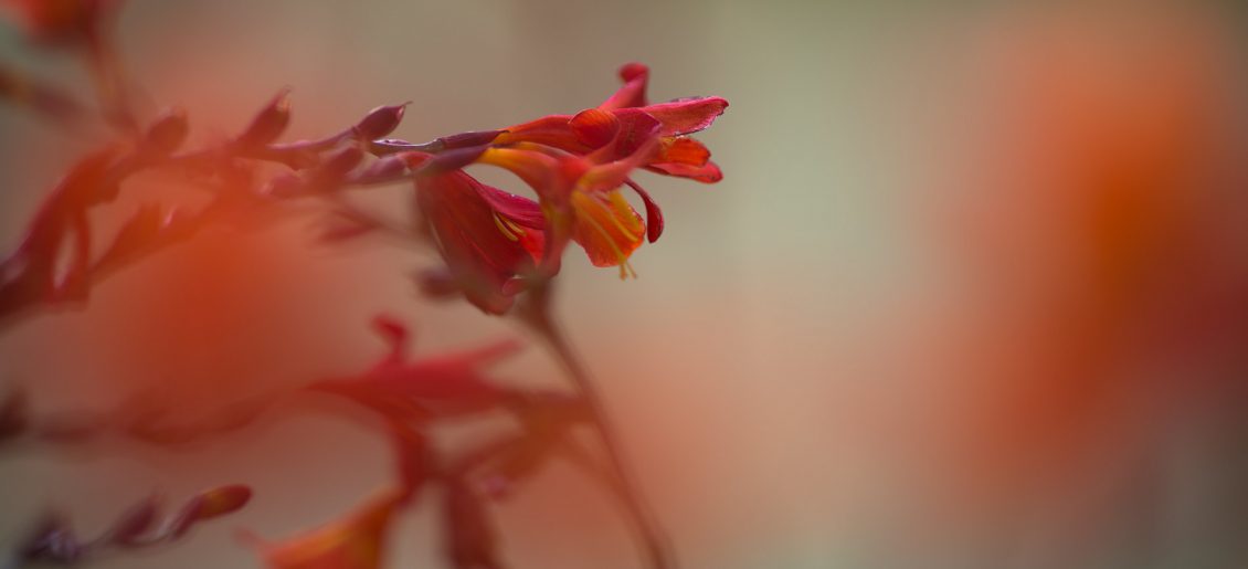 Blumen